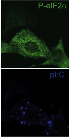 圖 1. K1 抗體用于檢測經(jīng) poly I:C 處理的 MEF 中的 dsRNA（下圖）。 dsRNA 的存在伴隨著 eIF2a 的磷酸化，從而導(dǎo)致蛋白質(zhì)合成停滯（上圖）。 圖取自 Clavarino 等人 (2012) PLoS Pathog 8:e1002708。