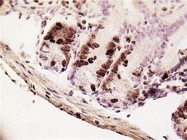 BrdU Cell Proliferation Assay Kits and Antibodies - Nordic MUbio